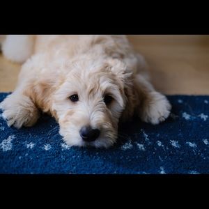 Meet your Posher, B.